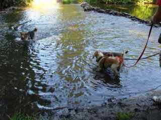 Beagle_Emma_Tyson